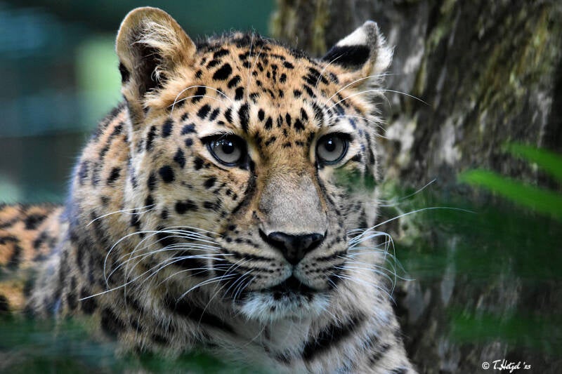 Amurleopard
