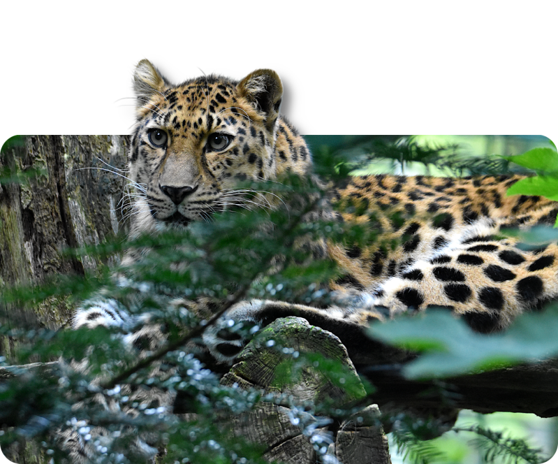 Amurleopard