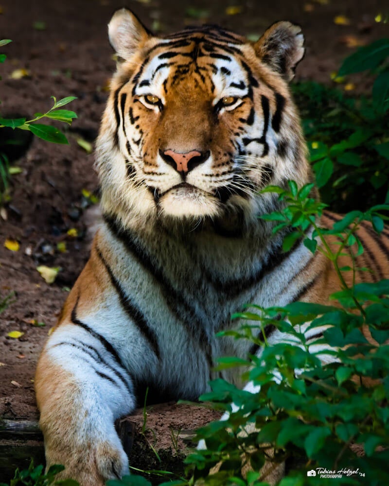 Amurtiger | Tiergarten Nürnberg | 22.06.2024