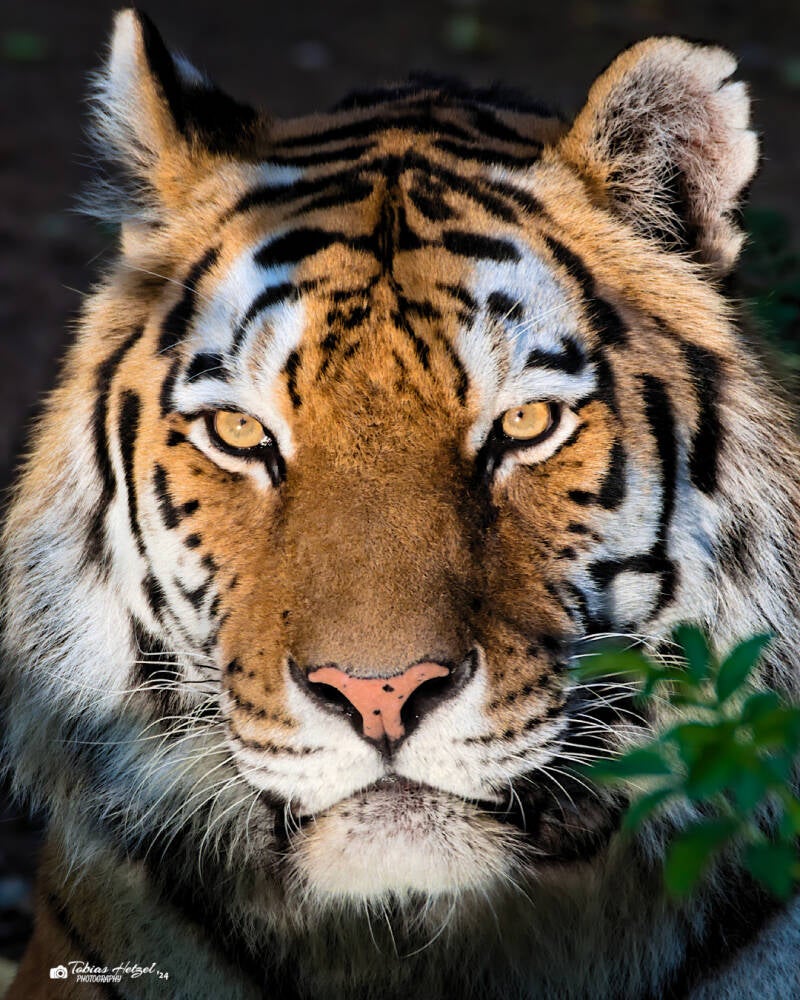 Amurtiger | Tiergarten Nürnberg | 22.06.2024