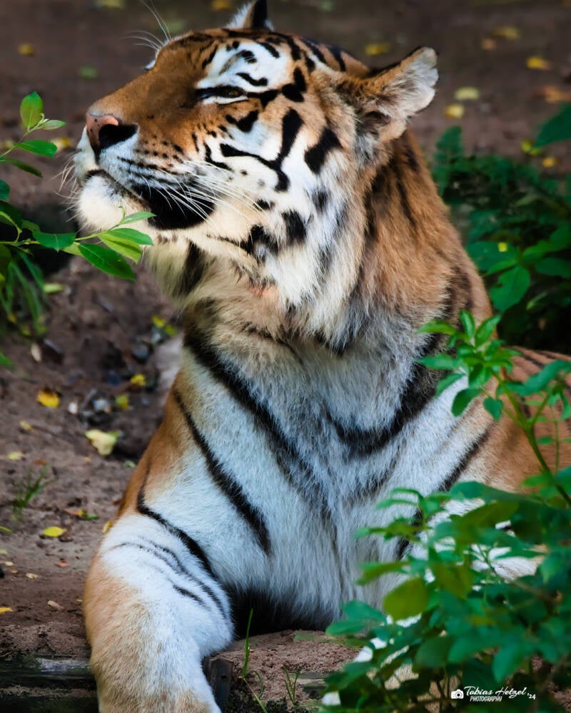 Amurtiger | Tiergarten Nürnberg | 22.06.2024