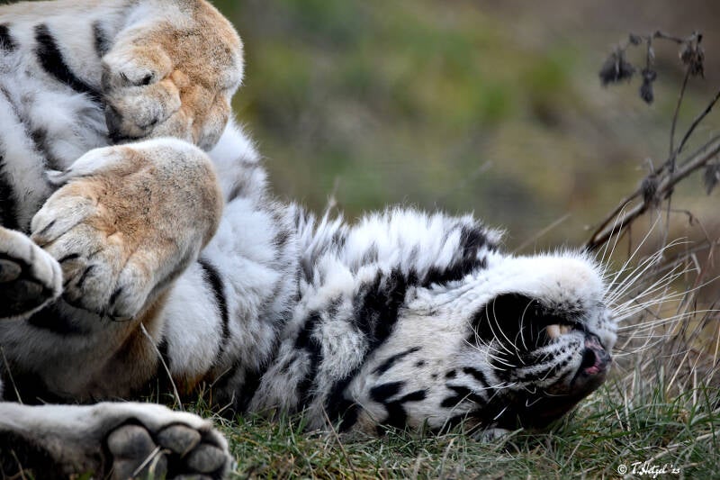 Amurtiger | Tiererlebnispark Bell | 04.03.2023