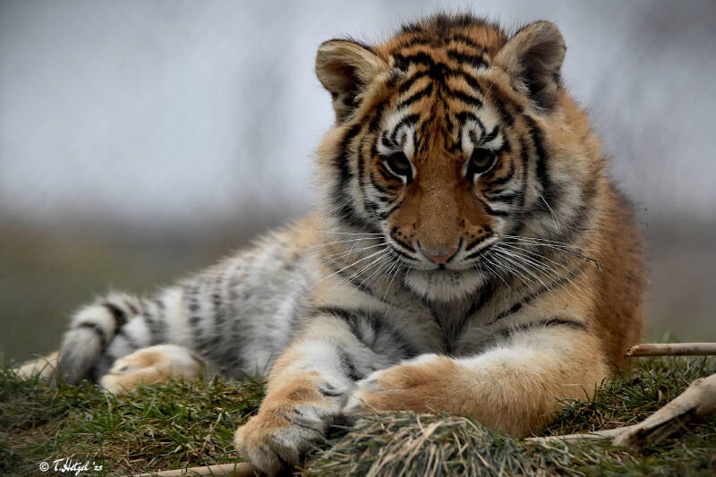 Amurtiger | Tiererlebnispark Bell | 04.03.2023