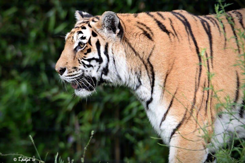 Amurtiger | Zooparc Overloon | 05.07.2021