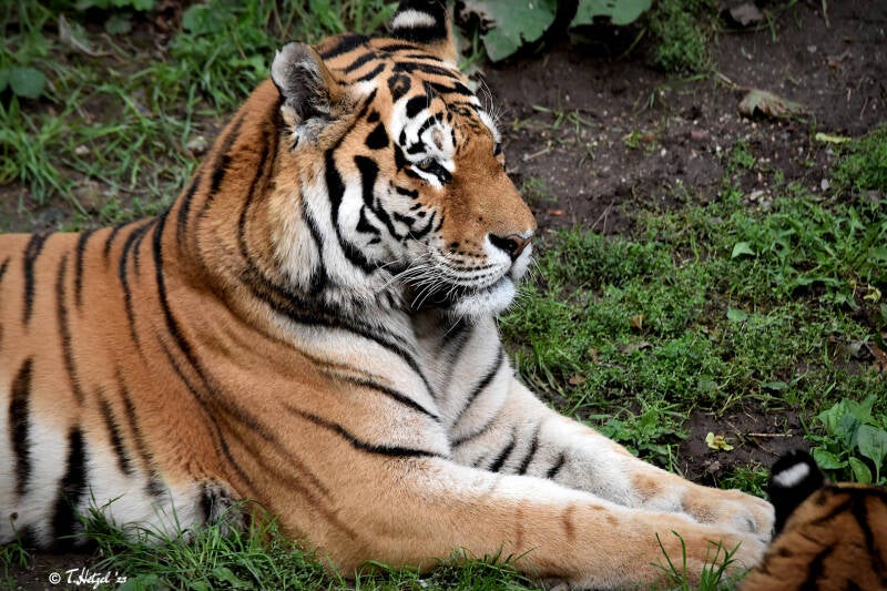 Amurtiger | Zoo Plzen | 17.09.2022