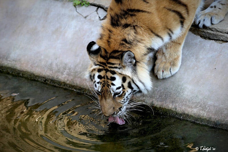 Amurtiger | Tierpark Berlin | 27.05.2018