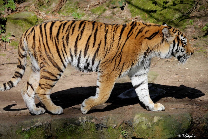 Amurtiger | Tiergarten Nürnberg | 30.03.2019