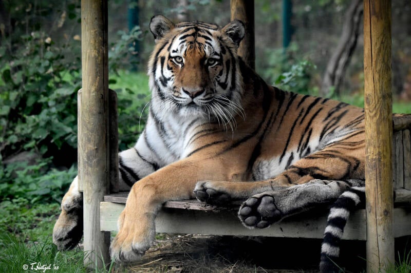 Amurtiger | Zoo Magdeburg | 19.10.2020