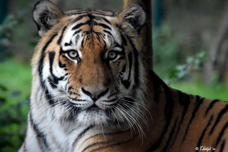 Amurtiger | Zoo Magdeburg | 19.10.2020