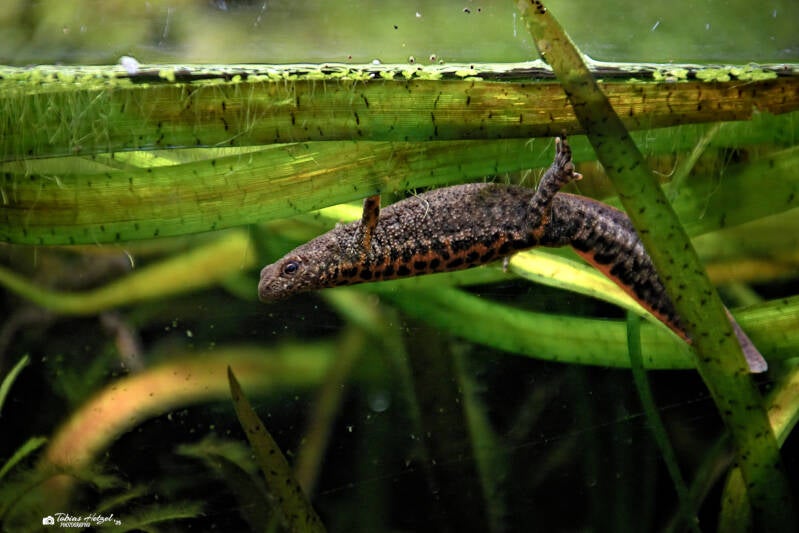 Anatolischer Kammmolch | Tierpark Chemnitz | 13.07.2025