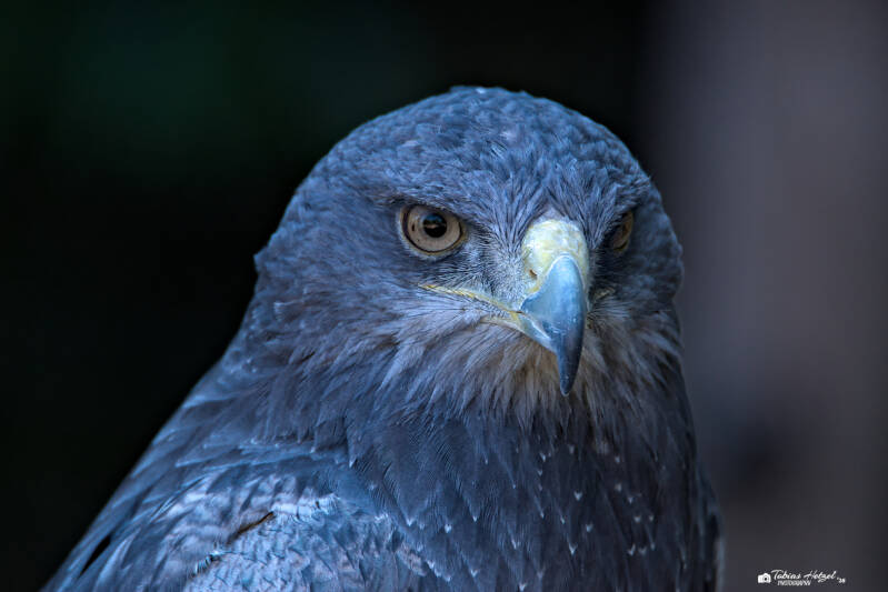 Andenbussard (kein Unterartenstatus) | Zoo Neunkirchen | 08.08.2026