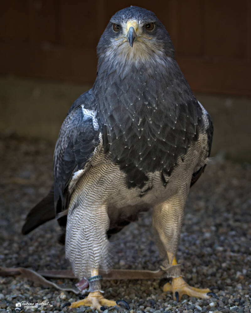 Andenbussard (kein Unterartenstatus) | Zoo Neunkirchen | 08.08.2026