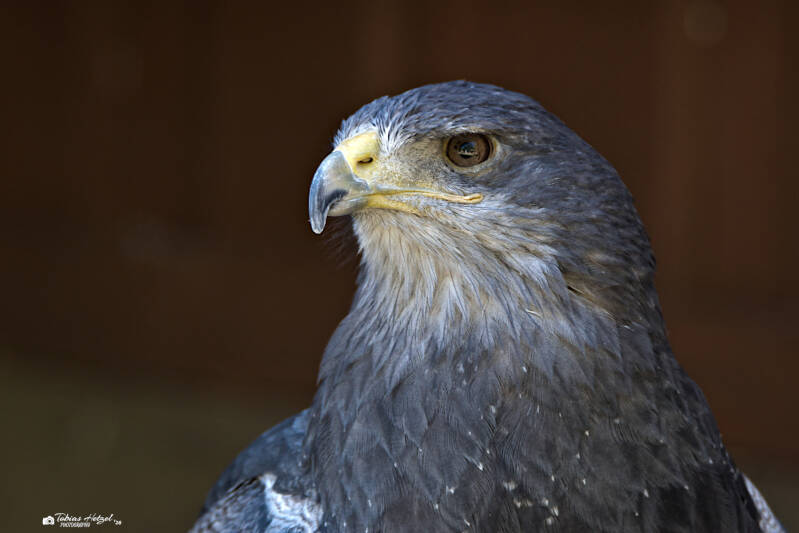 Andenbussard (kein Unterartenstatus) | Zoo Neunkirchen | 08.08.2026