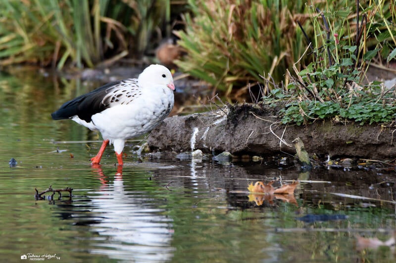 Andengans | Kölner Zoo | 03.12.2023