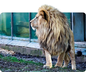 Angola-Löwe