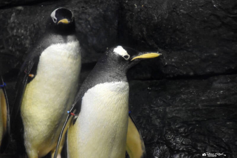 Antarktischer Eselspinguin | Diergaarde Blijdorp, Rotterdam | 09.07.2021