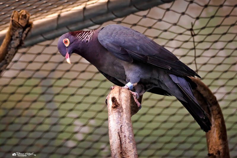 Antillentaube | Zoo Prag | 18.08.2024