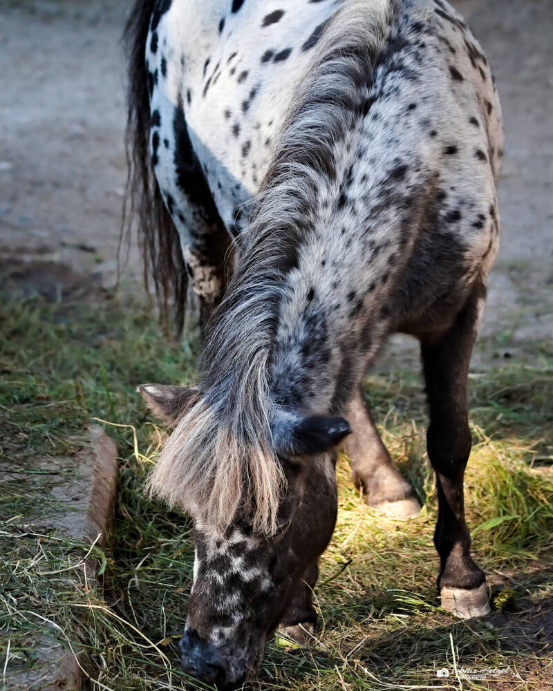 Appaloosa-Pony | Zoo der Minis, Aue | 21.09.2024