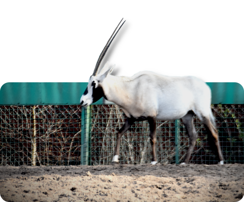 Arabische Oryx