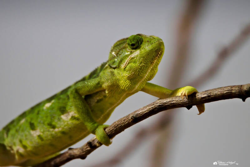 Arabisches Chamäleon | Tiergarten Nürnberg | 22.06.2024