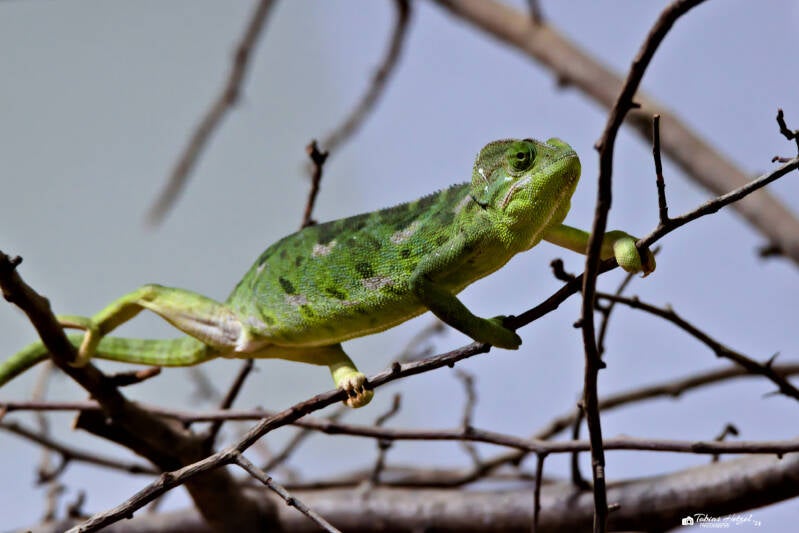 Arabisches Chamäleon | Tiergarten Nürnberg | 22.06.2024