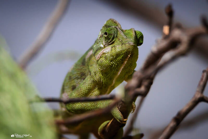 Arabisches Chamäleon | Tiergarten Nürnberg | 22.06.2024