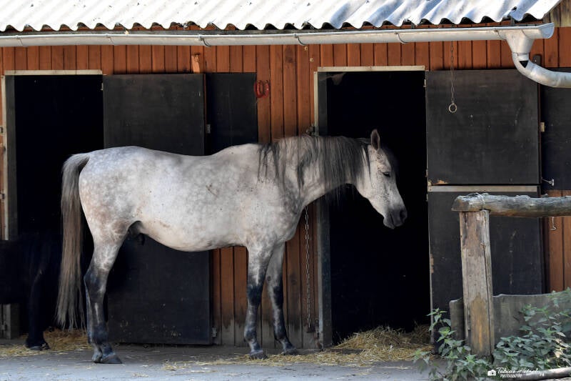 Arabisches Vollblut | Filmtierpark Eschede | 10.06.2023