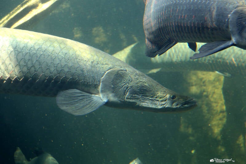 Arapaima | Zoo Leipzig | 17.08.2018