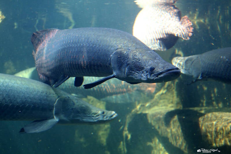 Arapaima | Zoo Leipzig | 17.08.2018