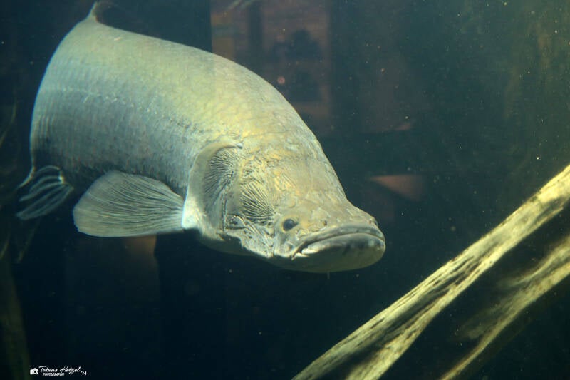 Arapaima | Zoo Leipzig | 17.08.2018