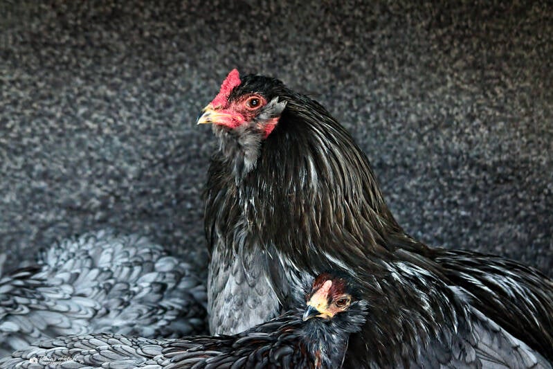 Araucana | Amerika-Tierpark Limbach-Oberfrohna | 01.01.2025