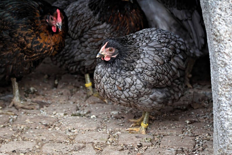 Araucana | Amerika-Tierpark Limbach-Oberfrohna | 01.01.2025