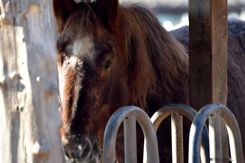 Ardenner-Pferd | Zoo Saarbrücken | 18.12.2020