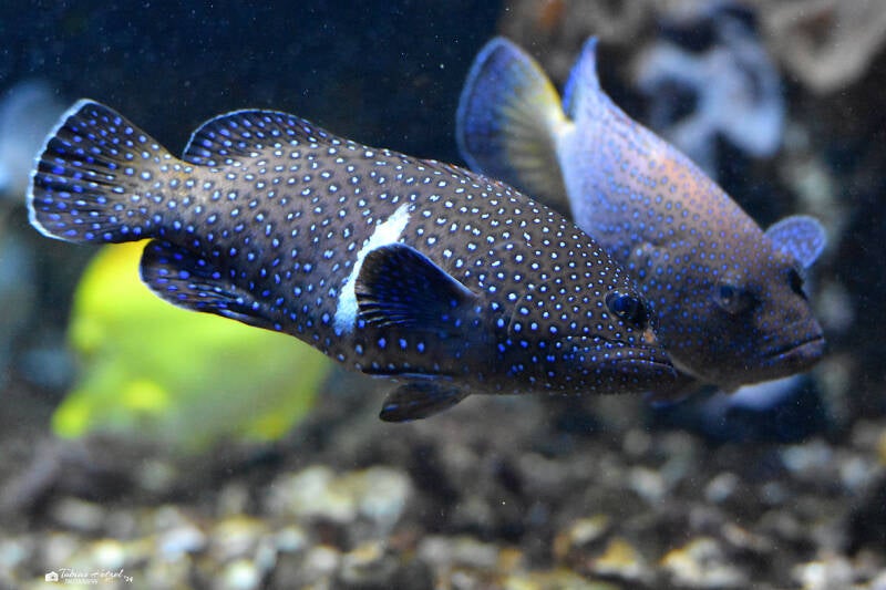 Argus-Zackenbarsch | Zoo Frankfurt | 25.06.2022