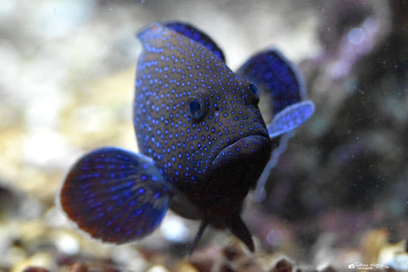 Argus-Zackenbarsch | Zoo Frankfurt | 25.06.2022