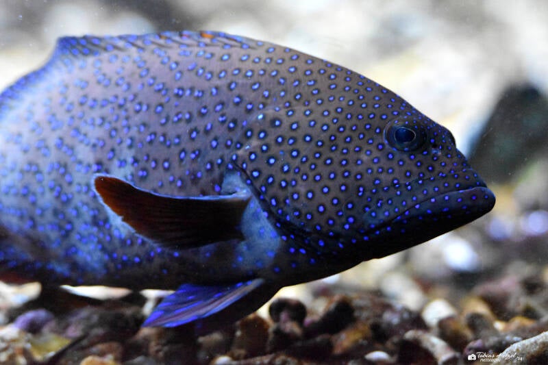 Argus-Zackenbarsch | Zoo Frankfurt | 25.06.2022