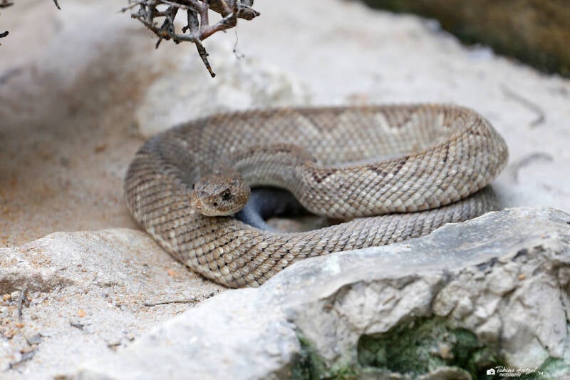 Aruba-Klapperschlange | Zoo Plzen | 29.08.2019