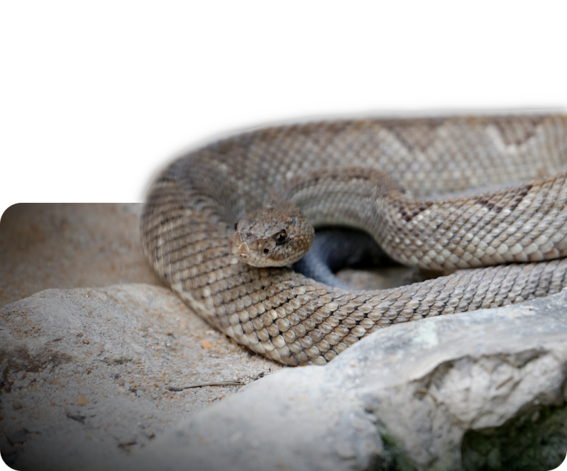 Aruba-Klapperschlange