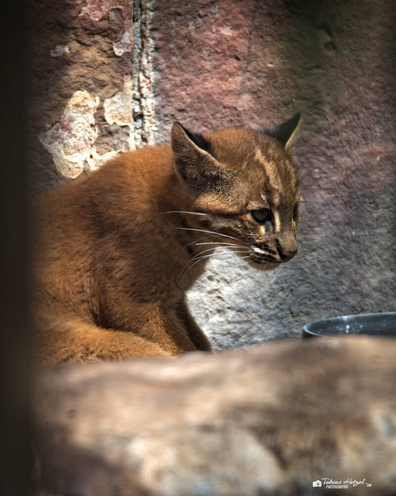 Asiatische Goldkatze (kein Unterartenstatus) | Zoo Heidelberg | 25.05.2026