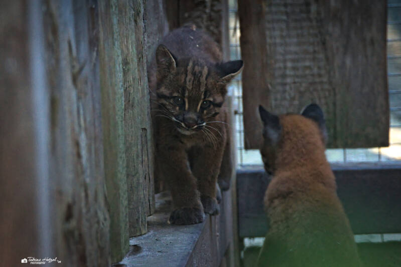 Asiatische Goldkatze (kein Unterartenstatus) | Zoo Heidelberg | 25.05.2026