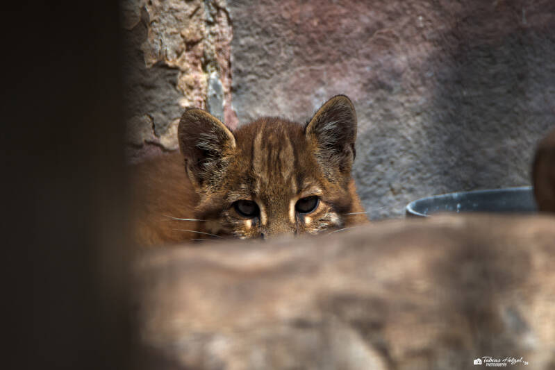 Asiatische Goldkatze (kein Unterartenstatus) | Zoo Heidelberg | 25.05.2026