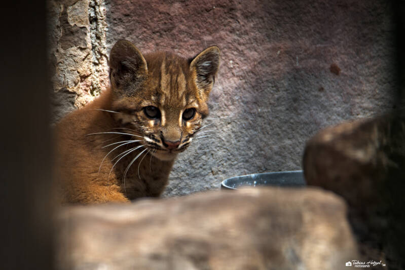 Asiatische Goldkatze (kein Unterartenstatus) | Zoo Heidelberg | 25.05.2026