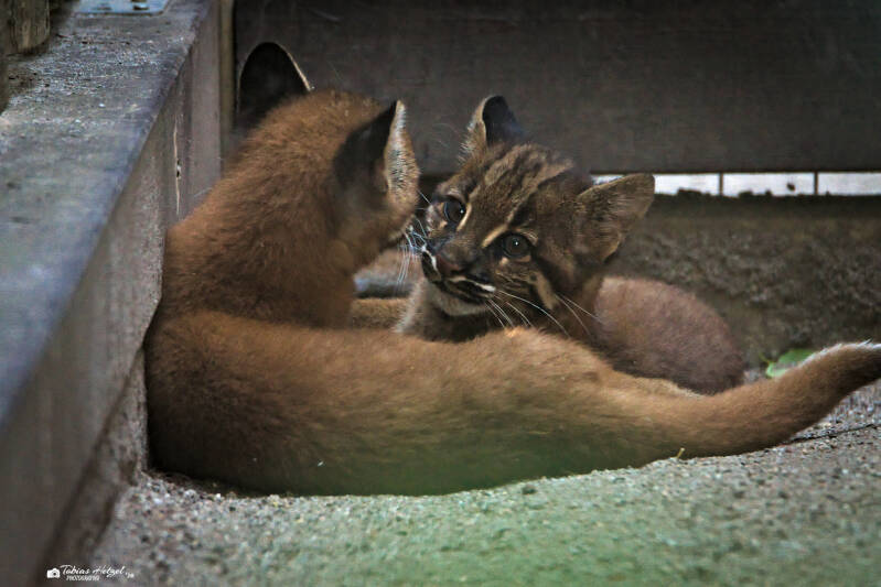 Asiatische Goldkatze (kein Unterartenstatus) | Zoo Heidelberg | 25.05.2026