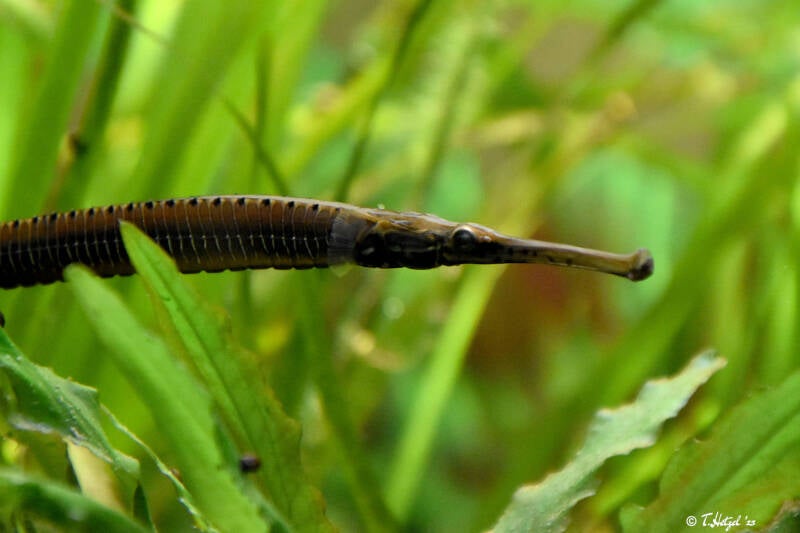 Asiatische Flussnadel