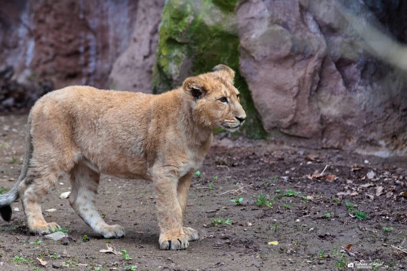Asiatischer Löwe | Tiergarten Nürnberg | 17.03.2024