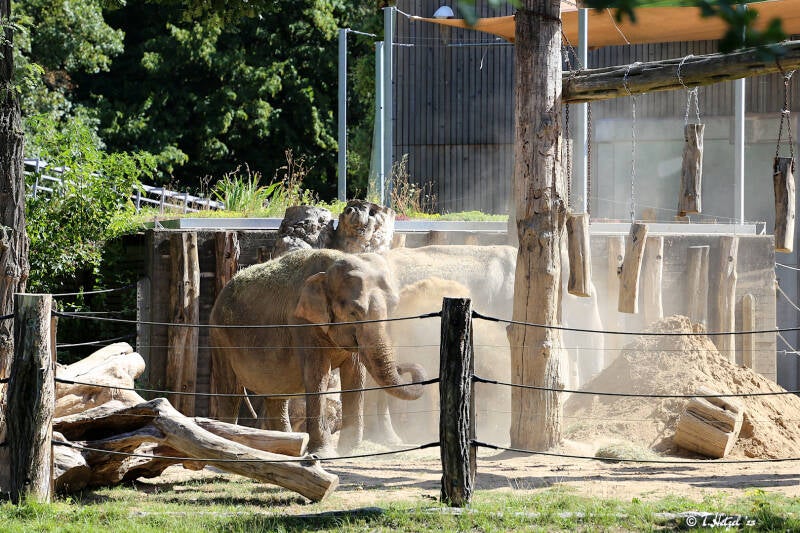 Asiatischer Elefant (kein Unterartenstatus) | Zoologischer Stadtgarten Karlsruhe | 14.08.2018