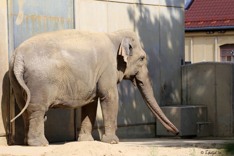 Asiatischer Elefant (kein Unterartenstatus) | Zoo Augsburg | 15.08.2018