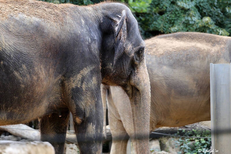 Asiatischer Elefant (kein Unterartenstatus) | Wilhelma Stuttgart | 14.08.2018