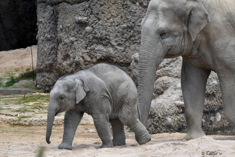 Asiatischer Elefant (kein Unterartenstatus) | Zoo Zürich | 04.07.2020