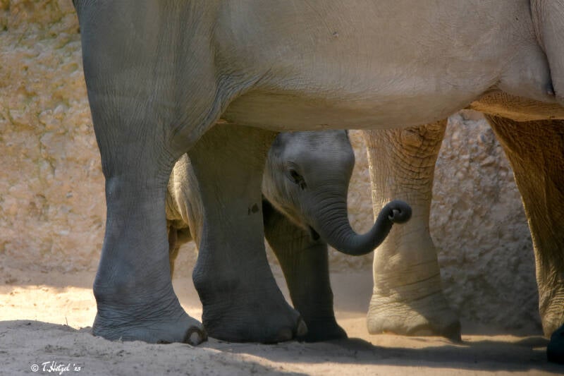 Asiatischer Elefant (kein Unterartenstatus) | Zoo Zürich | 04.07.2020